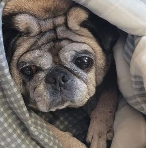 Meet your Posher, Brandon